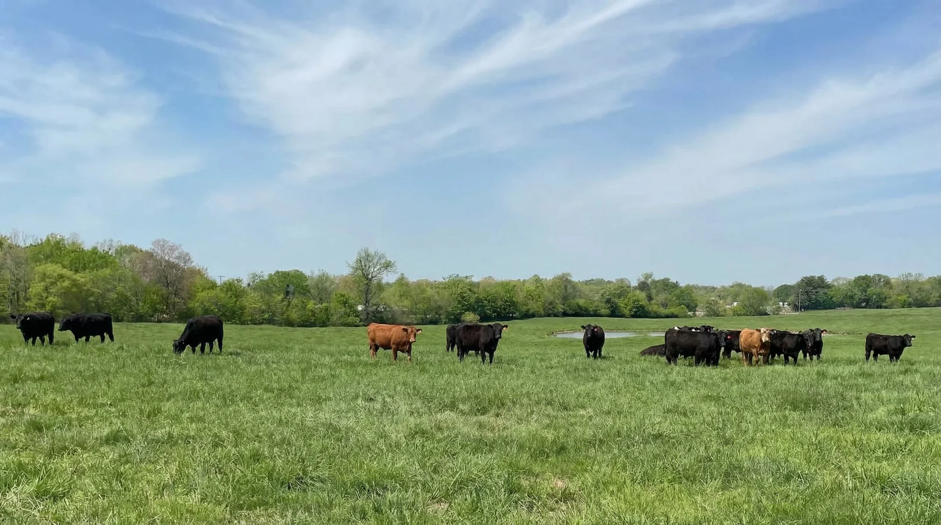Livestock ranch scene